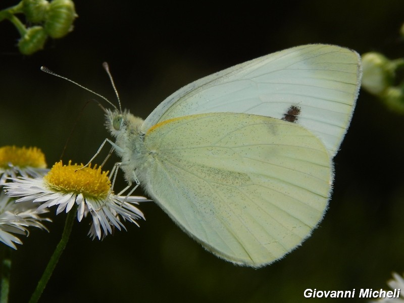 Pieris rapae?